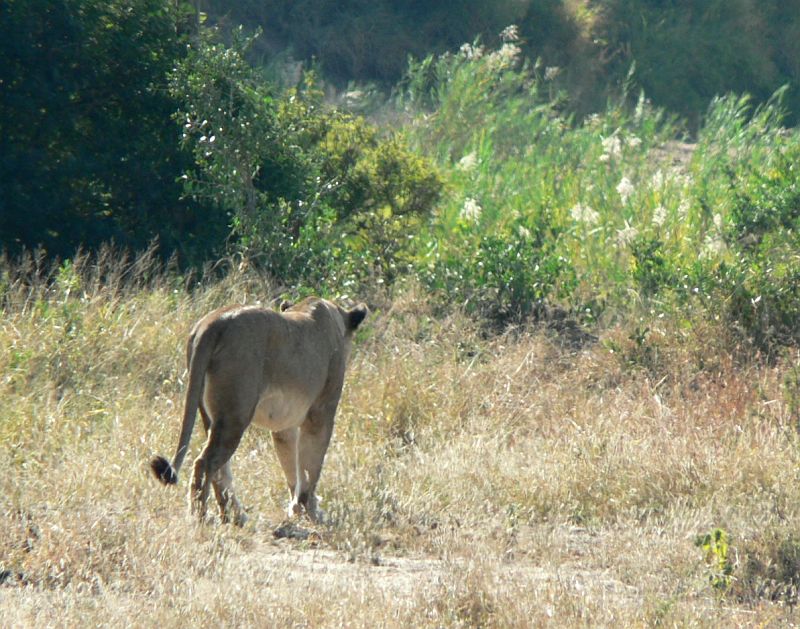 JAR 298_lev.JPG - Jedna lvice se rozhodla ukázat se v celé své kráse.